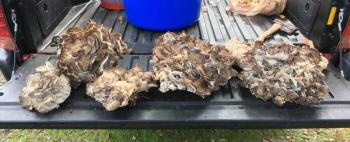 maitake