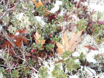 Bearberries (red) and chokeberries (black) shine amid patches of snow. (Photo courtesy Kristen Lindquist)