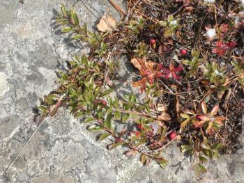 Bearberry plants trail across the mountain’s bedrock face. (Photo courtesy Kristen Lindquist)