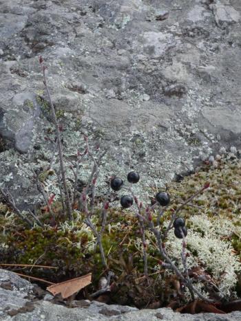 Chokeberry bushes lose their leaves before their berries. (Photo courtesy Kristen Lindquist)