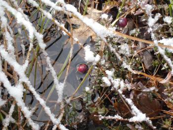 Cranberries in a small bog near the summit. (Photo courtesy Kristen Lindquist)