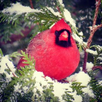 The male cardinal awaits his turn at the feeder. Cardinals are always the first and last visitors at our feeders each day. (Photo courtesy Kristen Lindquist)