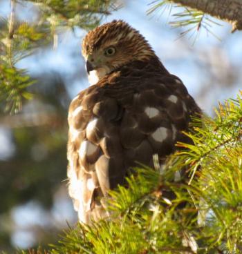 This young Cooper’s Hawk kept a close eye on our bird feeders for one day last winter. (Photo courtesy Kristen Lindquist)