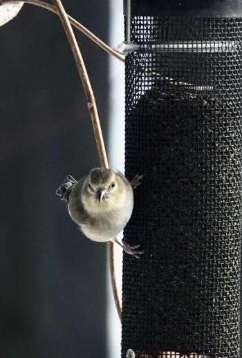 An American Goldfinch in winter plumage visits the Nyjer feeder. (Photo courtesy David Huddle)