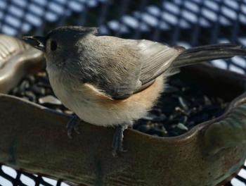 A Tufted Titmouse makes off with a black-oil sunflower seed. (Photo courtesy David Huddle)