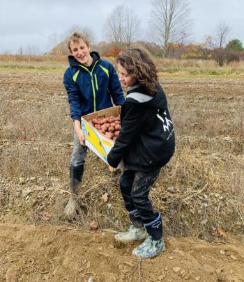 Ecology Bridge students Bodhi Johnson and Noah Webb gleani 675 pounds Red Norland potatoes at Heald Farm in Troy, October 30, for the dinner theater. (Photo courtesy Ecology Learning Center)