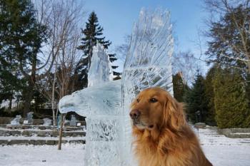 Golden retriever Angus with a Winterfest ice sculpture of an eagle. (Photo by Peter Fitzgerald)