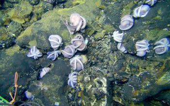 Hydrothermal vents on the seafloor support a rich diversity of life, and they contain deposits of valuable metals used in the manufacture of lithium-ion batteries. A new research paper looks at what is known about the vital microscopic life in these locations to evaluate the possible impacts of mining these and other deep-sea locations. Courtesy of the Woods Hole Oceanographic Institution