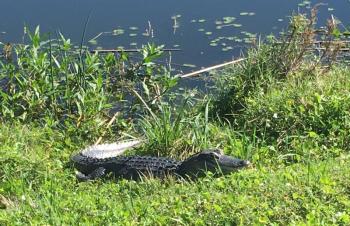 gator