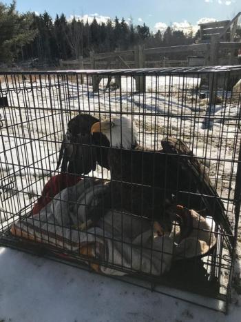 The eagle captured Wednesday, Feb. 19. (Photo courtesy Knox County Sheriff’s Office)
