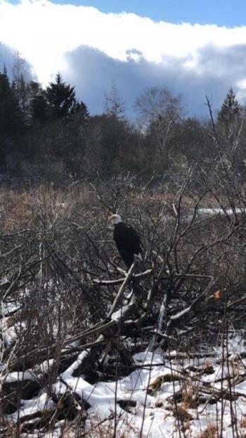 The eagle captured Wednesday, Feb. 19. (Photo courtesy Knox County Sheriff’s Office)