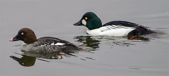 Look for displaying Common Goldeneyes just offshore or on open lakes and rivers. Photo in Public Domain.