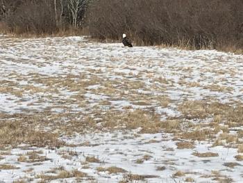 The eagle captured Friday, Feb. 21. (Photo courtesy Knox County Sheriff’s Office)