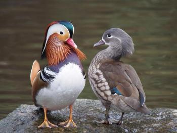 Long a symbol of fidelity, wild Mandarin Ducks only stay faithful for a season. Photo by Francis C. Franklin/Wikimedia.