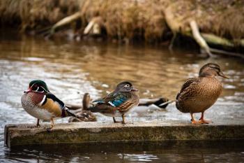 WoodDuckpr-JonSailer: Pairs of Wood Ducks (left) will soon start visiting waterside trees together to find the perfect nest hole. Photo by Jon Sailer/Wikimedia.