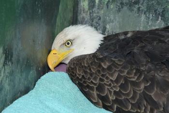 The eagle captured Wednesday, Feb. 19. (Photo by Terry Heitz, Avian Haven)
