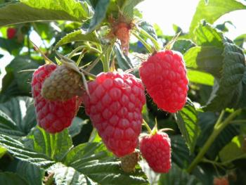 Eden red raspberry has large, sweet, firm berries in mid-summer on thornless canes. (Photo by backyardberryplants.com, courtesy of Knox-Lincoln Soil & Water Conservation District)
