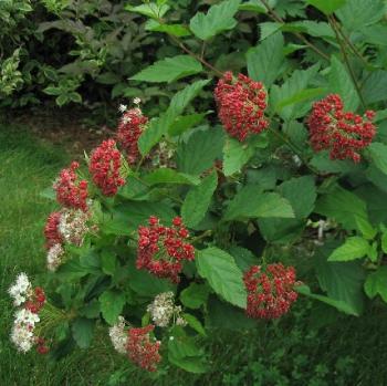 Ninebark (Physocarpus opulifolius) is an adaptable, fast-growing shrub with showy clusters of pink & white flowers in spring, reddish seed capsules for birds, and exfoliating bark for winter interest. (Photo by glacialridgegrowers.com, courtesy Knox-Lincoln Soil & Water Conservation District)