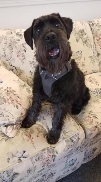 Bentley’s official photo as the “In-House Therapy Dog.” The photo is featured with his human colleagues on the Long Funeral Home webpage. (Photo courtesy of Julie Clement)