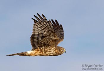 The diagnostic white rump patch is visible on this female harrier. (Photo courtesy Bryan Pfeiffer)