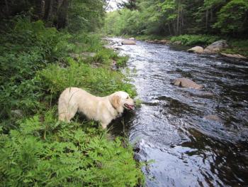 A portion of the Ducktrap River in Lincolnville, one of the few rivers left in Maine that are home to wild Atlantic salmon. (file photo by Corelyn Senn)