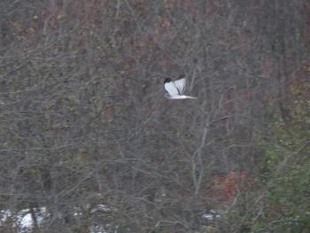 The “grey ghost”: a male Northern Harrier surveying Beech Hill Preserve in Rockport. (Photo courtesy Brian Willson)