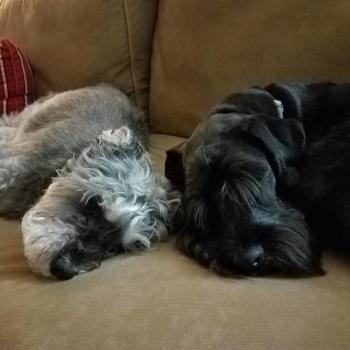 Bailey (left) and Bentley (right) are taking a nap and respite from their therapy duties at Long Funeral Home. (Photo courtesy of Julie Clement)