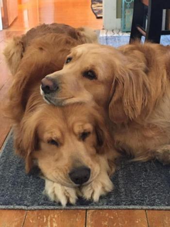 Max and Tucker are best buddies. (Photo courtesy of Jeff Hall)