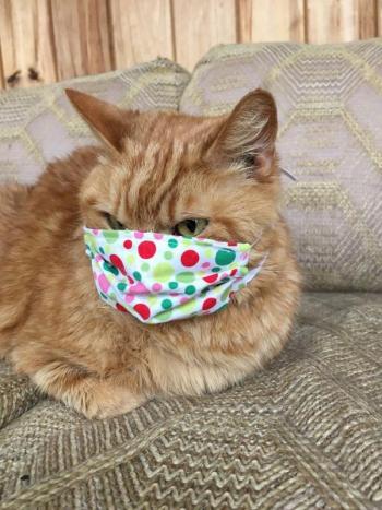 James, the shop cat at Warner Graphics in Camden, models one of the cover masks his mom, Stacey Warner, made for her friends and family. (Photo courtesy of Stacey Warner)