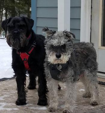 Bentley (left) and Bailey (right), both Schauzer rescue dogs, are the official in-house therapy canines at Long Funeral Home in Camden. Here they are featured “after a long day at work.” (Photo courtesy of Julie Clement)