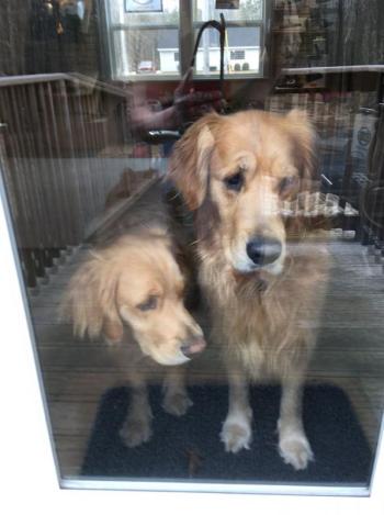 Max and Tucker, father and son golden retrievers and the official greeters at Jeff’s Vacuum in Rockport “are just not happy” that their owner, Jeff Hall, is only operating his business curbside while they are quarantined inside the store. (Photo courtesy of Jeff Hall)