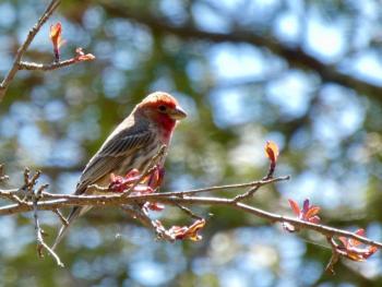 House Finches commonly visit our feeders. (Photo courtesy Kristen Lindquist)