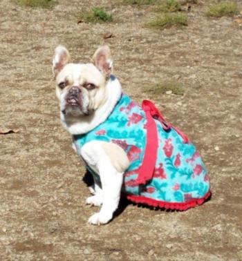 Louise, the French Bulldog, models another dress handmade by her mom, Evelyn Lowe. (Photo courtesy of Julie Clement)
