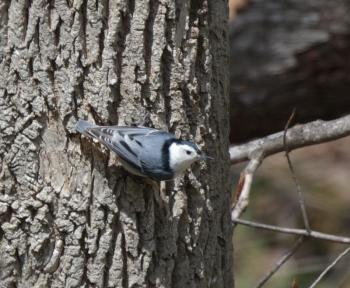 A pair of White-breasted Nuthatches are year-round residents in our yard. (Photo courtesy Kristen Lindquist)
