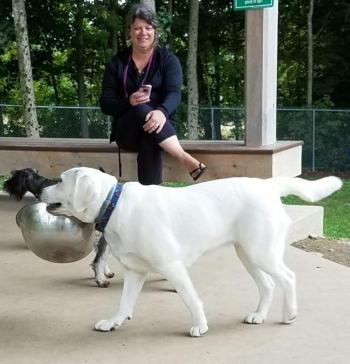 Blyss, a three-year-old yellow lab who is a special member of the Guist household. (Photo courtesy of Julie Clement)