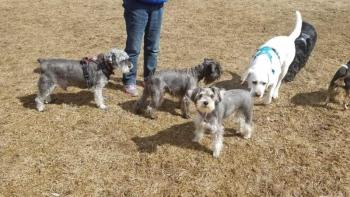 The “dog park divas” dogs enjoy one of their regular play dates. (Photo courtesy of Julie Clement)