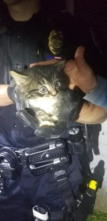 A kitten is safe and sound thanks to Rockland Police Officers Jordan Jandreau and Jeff Aeschlimann, who rescued it from a sewer pipe May 29. (Photo courtesy Rockland Police Department)