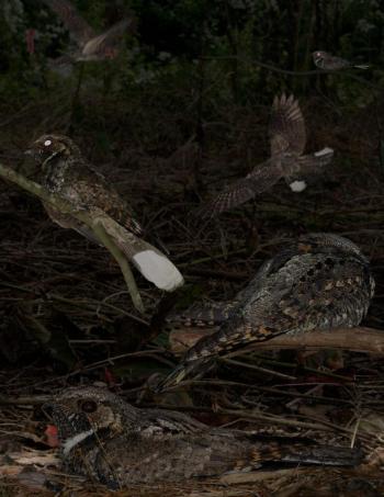 #bird-column, #maine-birds, #boothbay-register, #Jeff-and-Allison-Wells, #whip-poor-will