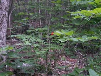 A red bird in the green woods left the firefighters curious as to what kind of bird it was. They are looking for insight. (Photo courtesy Matt Heath)