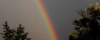"Someday we'll find it, the rainbow connection, the lovers, the dreamers, and me." Sung by Kermit the Frog. (Jim Henson). Music and Lyric: Paul Williams, Kenneth Ascher. Rockland back yard. July 30, 2020. (Photo courtesy Maggie Trout)