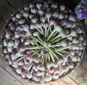 garlic