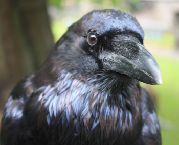 raven