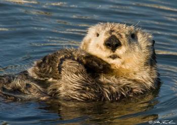 Sea otters, the "keystone predator" of Aleutian kelp forests, experienced dramatic population declines in the 1990s. In the wake of this event, herbivorous sea urchins proliferated, de-forested the region, and in recent years — with the help of climate change — triggered the widespread collapse of living reefs that have underpinned Alaskan kelp forests for centuries. Photo by J. Tomoleoni