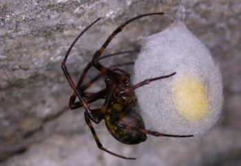 Cave orb weavers, like the one pictured with her egg sac, can be found in habitats similar to entrances of caves, including rocky overhangs and basements. When spiders are found inside our homes, it is most often because there is other arthropod prey available and/or by accident (i.e. they have been carried in on something else, or are seeking a sheltered location). (Source: Maine Forest Service).