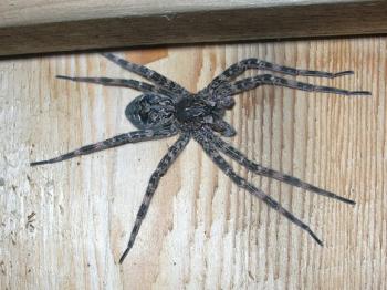 Although fishing spiders can be startling because of their size (with their bodies sometimes exceeding an inch, and their legs more than four inches), they pose no threat to people or pets. As one might guess from their name, they are found in wetter environments and sometimes capture small fish. (Source: Maine Forest Service).