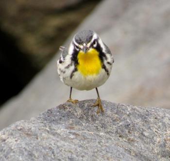 A yellow throated warbler spotted by Kristen Lindquist on Monhegan Island. (Courtesy Kristen Lindquist)