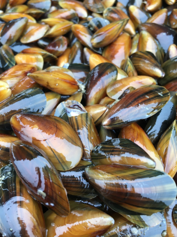 Gold Mussels created by the Downeast Institute in partnership with Blue Hill Bay Mussels. (Courtesy Downeast Institute)