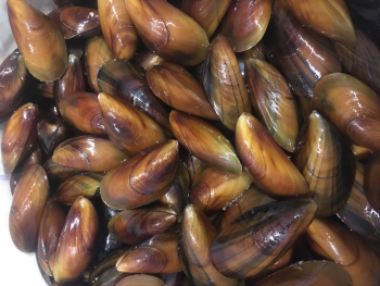 Gold Mussels created by the Downeast Institute in partnership with Blue Hill Bay Mussels. (Courtesy Downeast Institute)