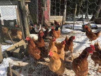 hens