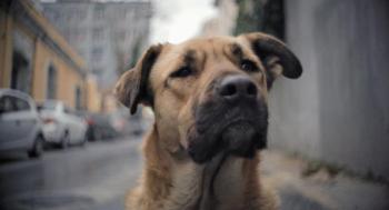 A scene from STRAY. (Photo courtesy Magnolia Pictures)